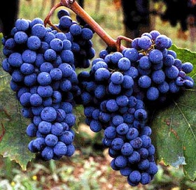 Colheita de uvas para vinho na It�lia neste ano de 2011 � a menor em 60 anos 