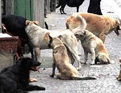 Cães mutilam turista alemã na Itália