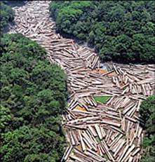 Os desmatamentos de florestas foram assunto de reunião do G8 + 5 na Câmara de Deputados da Itália