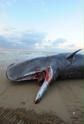 Baleia morta no sul da Itália