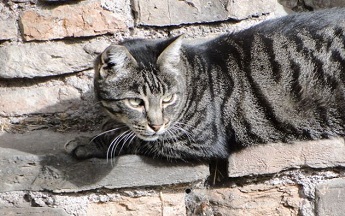 Gatos de Roma estão sofrendo com a crise