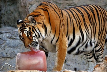 onda de calor faz zoo oferecer sorvete gigante a felinos